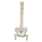 Classic Flexible Human Spine Model with Femur Heads, 1000122 [A58/2], Human Spine Models