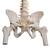 Colonna vertebrale flessibile classica, con tronchi del femore, 1000122 [A58/2], Modelli di Colonna Vertebrale (Small)