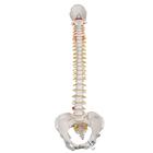 여성 골반이 있는 척추모형 Classic Flexible Human Spine Model with Female Pelvis, 1000124 [A58/4], 인체 척추 모형