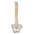 Deluxe Flexible Human Spine Model with Sacral Opening, 1000125 [A58/5], Human Spine Models