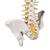 Deluxe Flexible Human Spine Model with Sacral Opening, 1000125 [A58/5], Human Spine Models (Small)