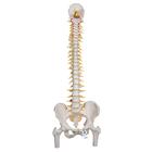 Deluxe Flexible Human Spine Model with Femur Heads & Sacral Opening, 1000126 [A58/6], Human Spine Models