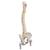 Deluxe Flexible Human Spine Model with Femur Heads & Sacral Opening, 1000126 [A58/6], Human Spine Models (Small)