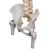 Deluxe Flexible Human Spine Model with Femur Heads & Sacral Opening, 1000126 [A58/6], Human Spine Models (Small)