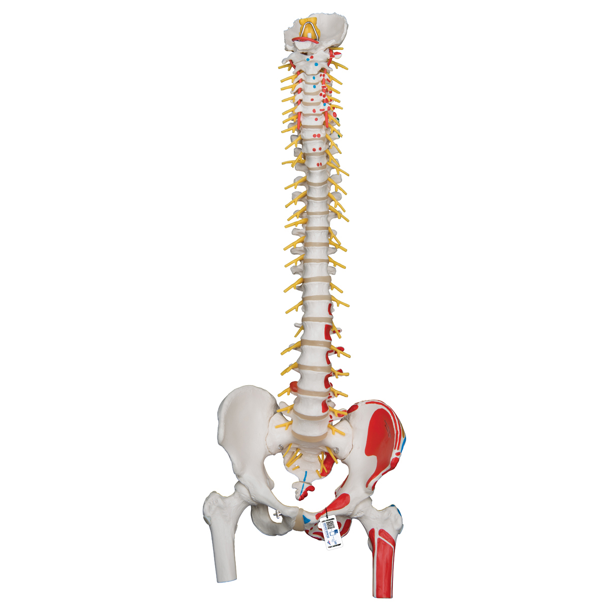 Plastic Spinal Column - Vertebrae Model - Deluxe Flexible Spine with Femur  Head and Painted Muscles