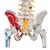 Columna flexible – versión de lujo pintada con cabezas de fémur, 1000127 [A58/7], Modelos de Columna vertebral (Small)