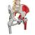 Deluxe Flexible Spine Model with Femur Heads, Painted Muscles & Sacral Opening, 1000127 [A58/7], Human Spine Models (Small)