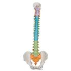 교육용 유연한 척추 모형 Didactic Flexible Human Spine Model, 1000128 [A58/8], 인체 척추 모형