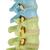 Didactic Flexible Human Spine Model, 1000128 [A58/8], Human Spine Models (Small)