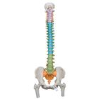 대퇴골두가 있는 교육용 척추모형 Didactic Flexible Spine Model with Femur Heads, 1000129 [A58/9], 인체 척추 모형