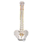  RONTEN Modelo de columna vertebral humana, modelo de columna  vertebral de tamaño real de 34 pulgadas, modelo anatómico de columna  vertebral flexible con vértebras, columna cervical, columna lumbar :  Industrial y