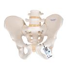 남성 골반 골격모형

Male Pelvic Skeleton, 1000133 [A60], 생식기 및 골반 모델