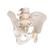 Human Male Pelvis Skeleton Model, 1000133 [A60], Genital and Pelvis Models (Small)