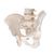 Human Male Pelvis Skeleton Model, 1000133 [A60], Genital and Pelvis Models (Small)