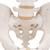 Human Male Pelvis Skeleton Model, 1000133 [A60], Genital and Pelvis Models (Small)