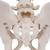 Human Male Pelvis Skeleton Model, 1000133 [A60], Genital and Pelvis Models (Small)