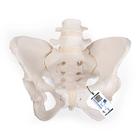 Flexible Human Female Pelvis Model, Flexibly Mounted, 1019864 [A61/1], Genital and Pelvis Models