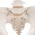 Esqueleto de la Pelvis, femenino, 1000134 [A61], Modelos de Pelvis y Genitales (Small)