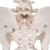 Human Female Pelvic Skeleton Model, 1000134 [A61], Genital and Pelvis Models (Small)