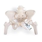 Flexible Human Female Pelvis Model with Femur Heads, 1019865 [A62/1], Nemi szerv és medence modellek