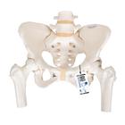 Human Pelvis Skeleton Model, Female with Movable Femur Heads, 1000135 [A62], Genital and Pelvis Models