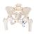 움직이는 대퇴골두를 포함한 여성골반모형 Pelvic Skeleton, female, with movable femur heads, 1000135 [A62], 생식기 및 골반 모델 (Small)