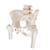 움직이는 대퇴골두를 포함한 여성골반모형 Pelvic Skeleton, female, with movable femur heads, 1000135 [A62], 생식기 및 골반 모델 (Small)