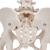 움직이는 대퇴골두를 포함한 여성골반모형 Pelvic Skeleton, female, with movable femur heads, 1000135 [A62], 생식기 및 골반 모델 (Small)