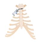 늑연골 포함한 흉골 모형 Human Sternum Model with Rib Cartilage, 1000136 [A69], 개별 뼈 모형