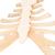 Human Sternum Model with Rib Cartilage, 1000136 [A69], Individual Bone Models (Small)