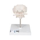 Atlas & Axis Model with Occipital Plate, Wire Mounted, on Removable Stand, 1000142 [A71/5], Vertebra Models