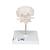 Atlas & Axis Model with Occipital Plate, Wire Mounted, on Removable Stand, 1000142 [A71/5], Individual Bone Models (Small)