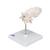 Atlas & Axis Model with Occipital Plate, Wire Mounted, on Removable Stand, 1000142 [A71/5], Individual Bone Models (Small)