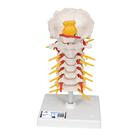 Cervical Human Spinal Column Model, 1000144 [A72], Vertebra Models