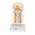 Cervical Human Spinal Column Model, 1000144 [A72], Vertebra Models (Small)