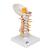 Cervical Human Spinal Column Model, 1000144 [A72], Vertebra Models (Small)