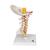 Cervical Human Spinal Column Model, 1000144 [A72], Vertebra Models (Small)