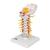 경추 모형 Cervical Spinal Column, 1000144 [A72], 척추뼈 모형 (Small)