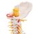 Cervical Human Spinal Column Model, 1000144 [A72], Vertebra Models (Small)