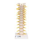 Thoracic Human Spinal Column Model, 1000145 [A73], Vertebra Models