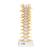 Thoracic Human Spinal Column Model, 1000145 [A73], Vertebra Models (Small)