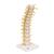 Colonna vertebrale toracica, 1000145 [A73], Modelli di vertebre (Small)