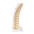 Colonna vertebrale toracica, 1000145 [A73], Modelli di vertebre (Small)