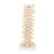 Thoracic Human Spinal Column Model, 1000145 [A73], Vertebra Models (Small)