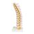 Colonna vertebrale toracica, 1000145 [A73], Modelli di vertebre (Small)