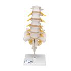 Columna vertebral lumbar, 1000146 [A74], Modelos de vértebras