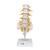 Lumbar Human Spinal Column Model, 1000146 [A74], Vertebra Models (Small)