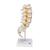 Colonna vertebrale lombare, 1000146 [A74], Modelli di vertebre (Small)