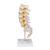 Colonna vertebrale lombare, 1000146 [A74], Modelli di vertebre (Small)