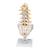 Lumbar Human Spinal Column Model, 1000146 [A74], Vertebra Models (Small)